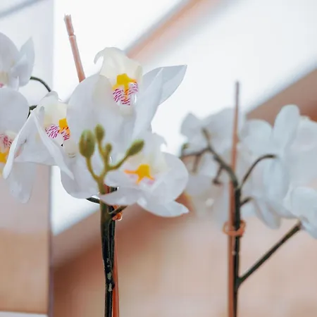 Italian Experience-casa Del Corso *